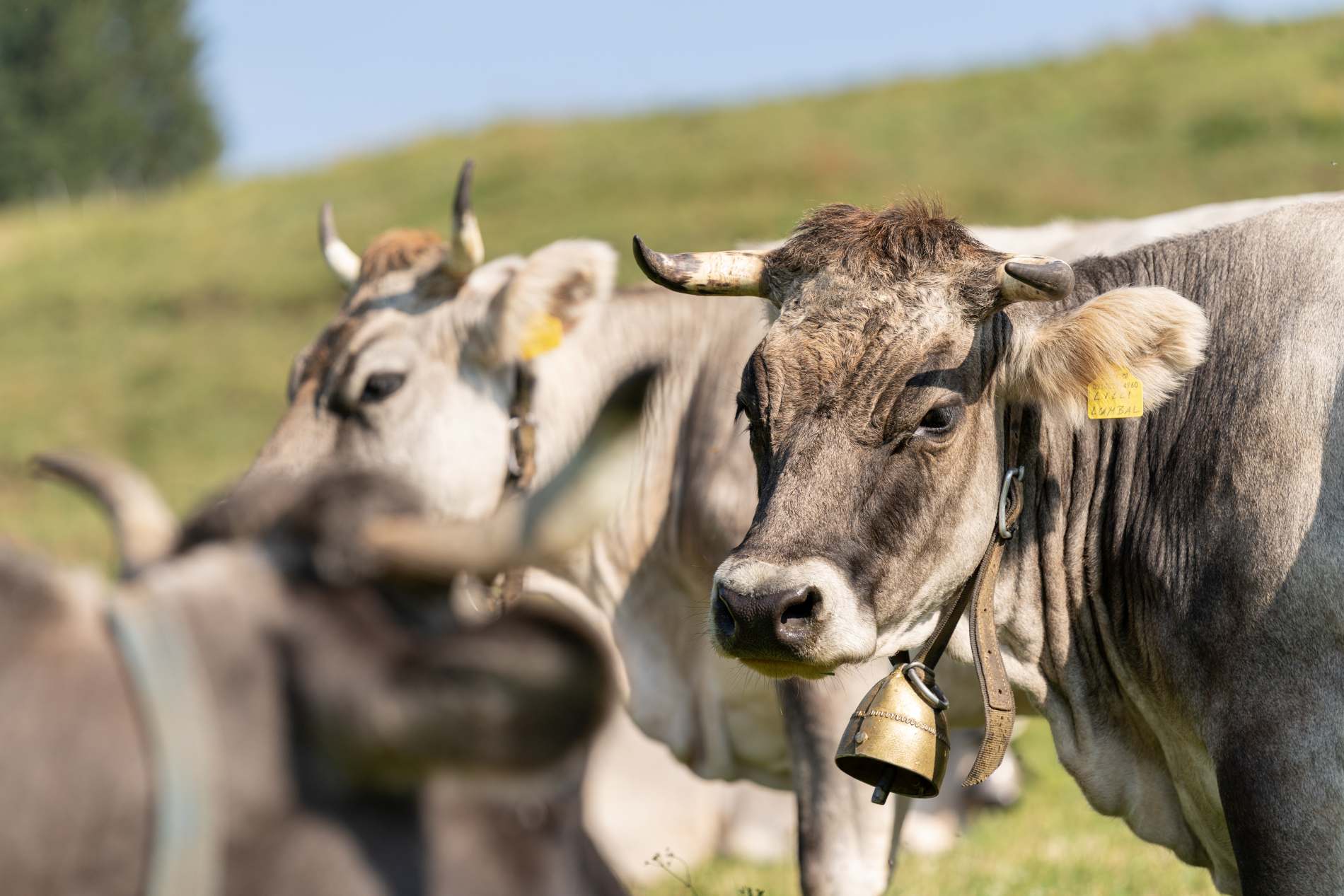Nahaufnahme von zwei grauen Kühen mit Hörnern und Kuhglocken.