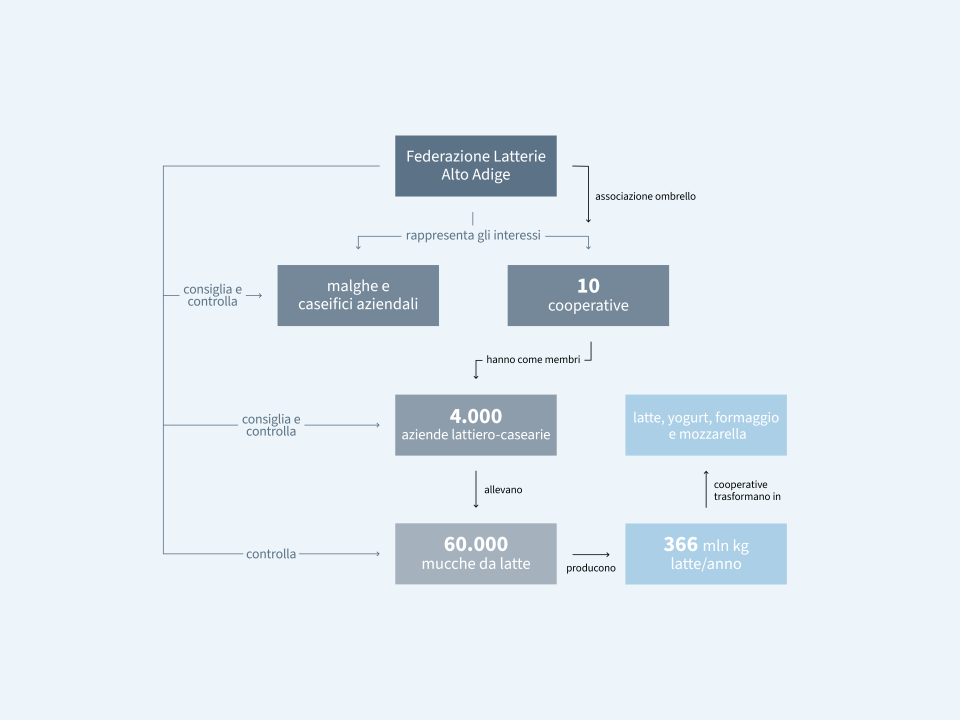 Schema della filiera lattiero-casearia dell’Alto Adige, dalle stalle ai prodotti finiti.