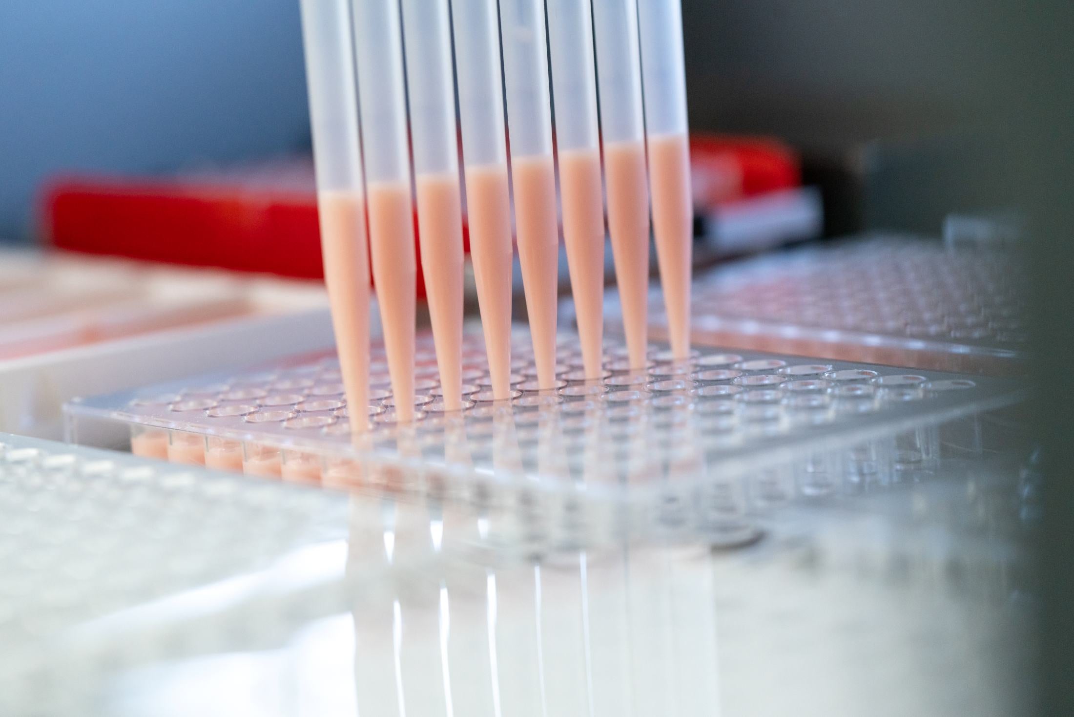 Automatische Pipetten dosieren rosa Proben in eine Labor-Analyseplatte.