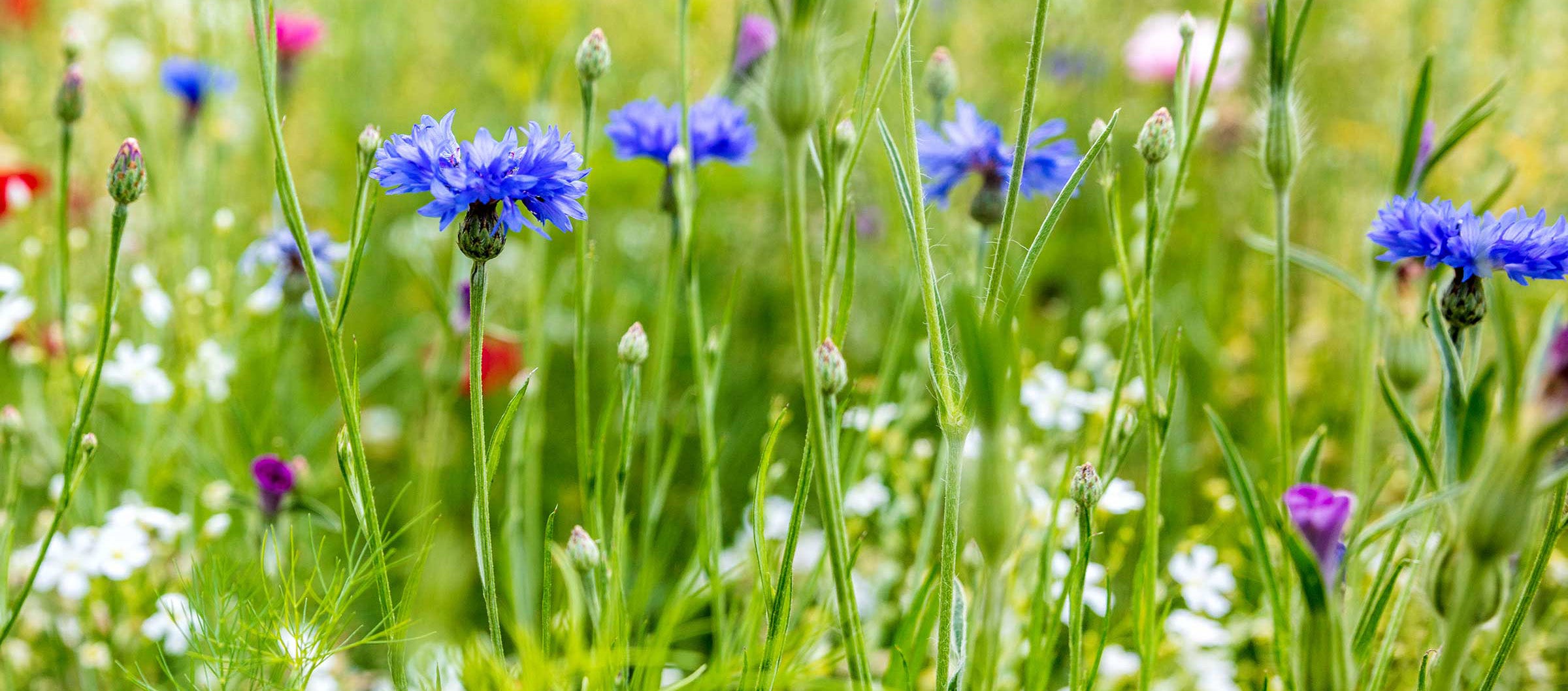 Wild flowers wellbeing 