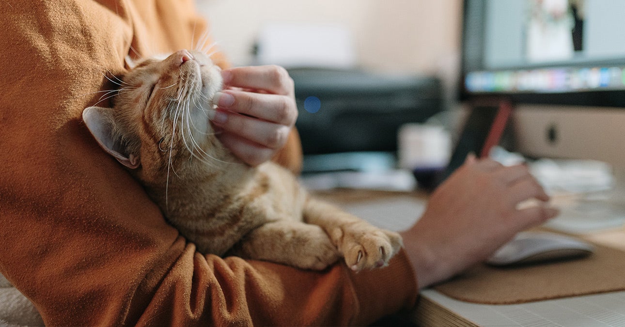 Ginger cat working from home