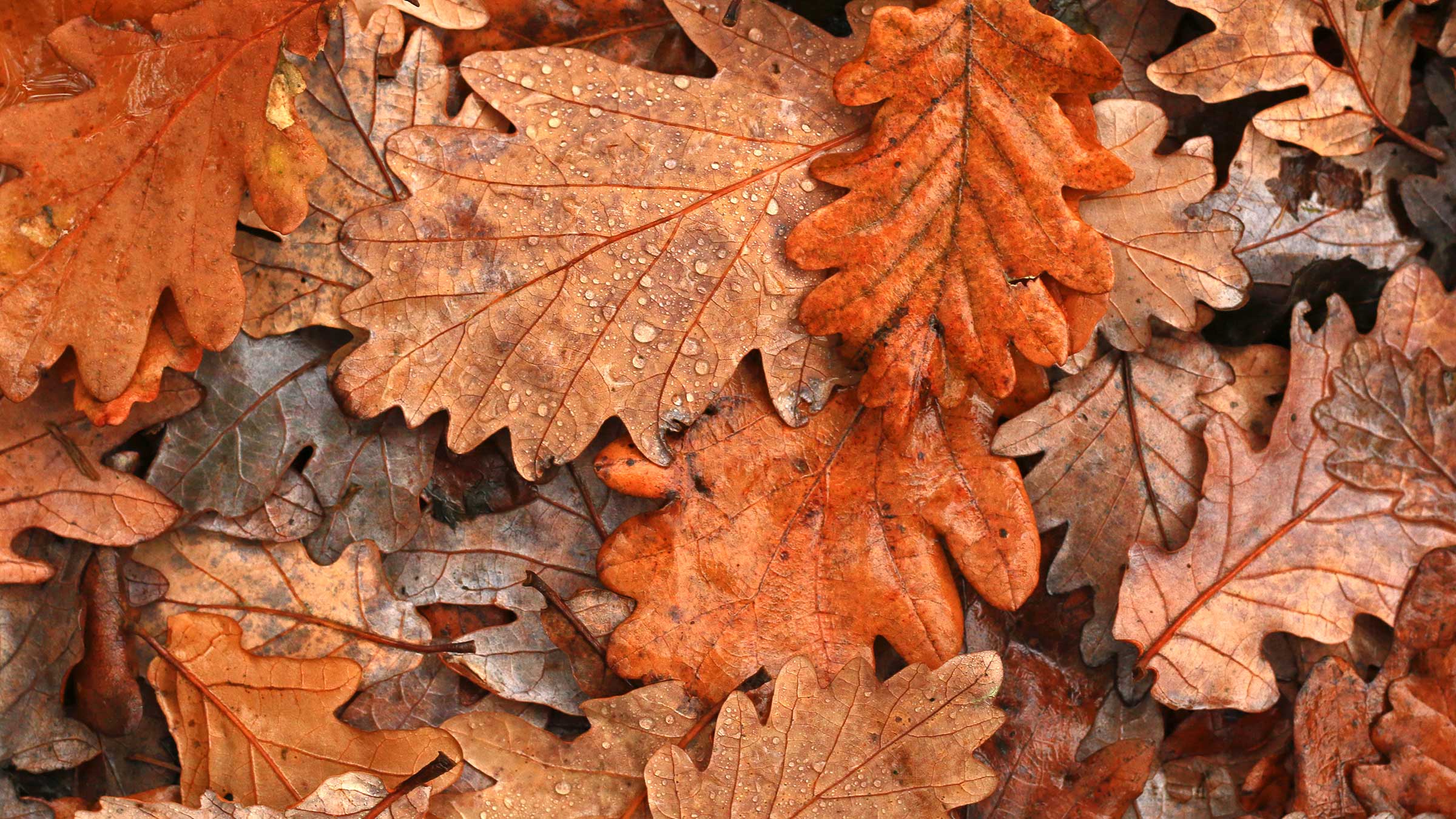 Autumn leaves wellbeing hub