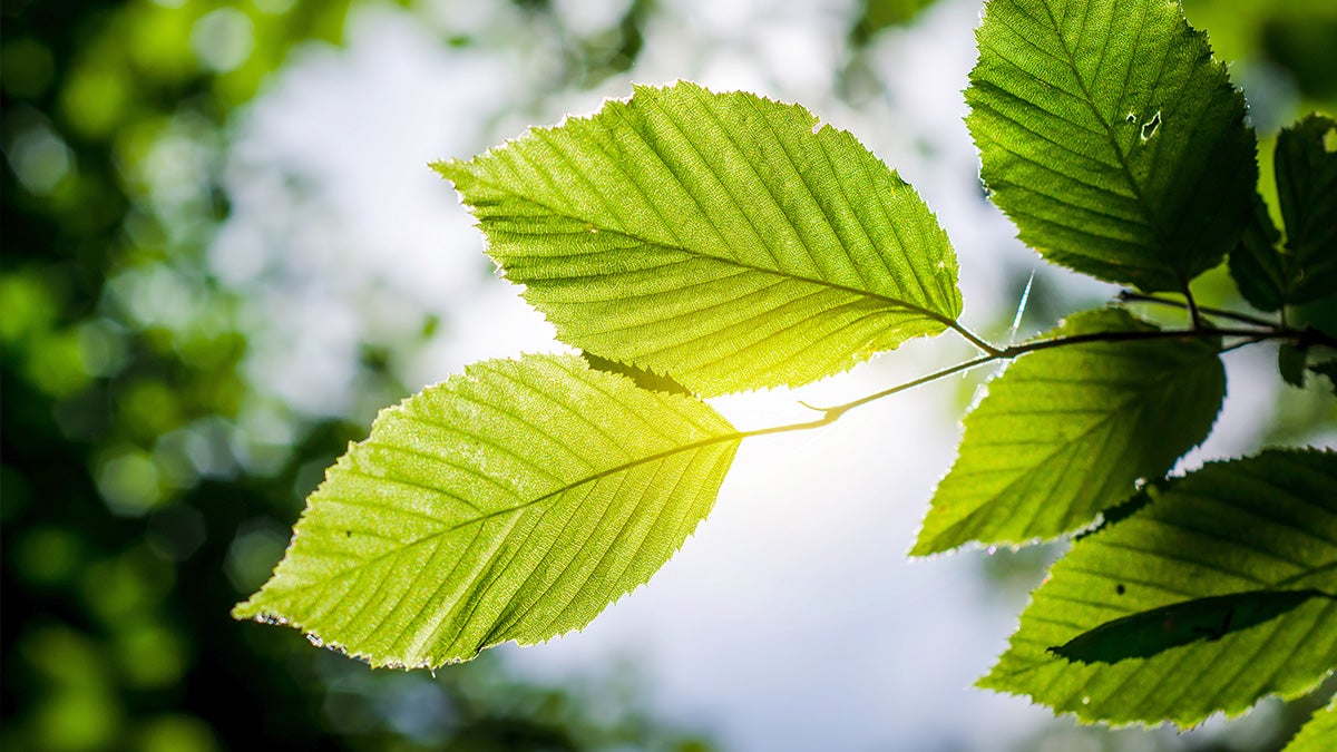 Green leaf sustainability