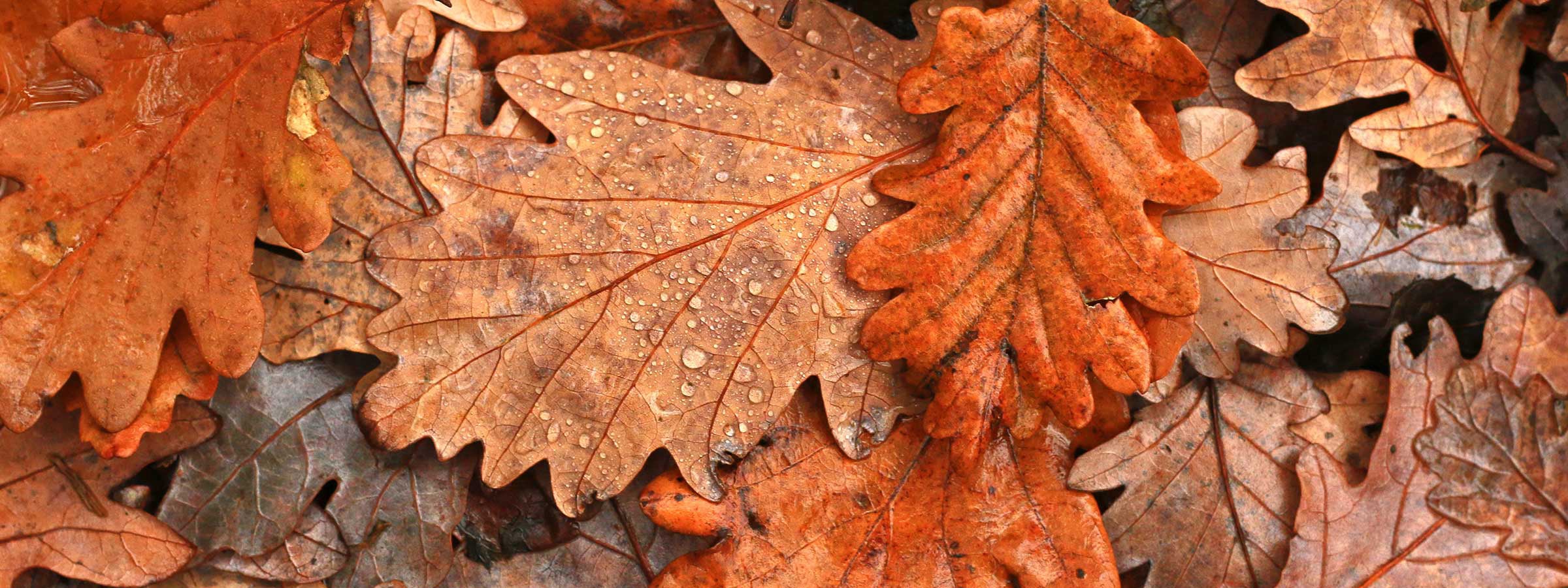 Autumn leaves wellbeing hub