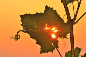 In_der_Weinidylle © E. Neffe In_der_Weinidylle © E. Neffe