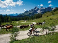 Mountainbiking-bei-Filzmoos © Oesterreich-Werbung Fotograf Leo Himsl Mountainbiking-bei-Filzmoos © Oesterreich-Werbung Fotograf Leo Himsl