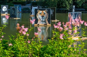 Festival La Gacilly - Baden Photo 2018 © Lois Lammerhuber Festival La Gacilly - Baden Photo 2018 © Lois Lammerhuber