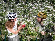 Radfahren mit Frühlingsgefühlen: zwischen Apfelblüten auf der Weinland Steiermark Radtour nahe Puch. Oststeiermark © Steiermark Tourismus / Tom Lamm Radfahren mit Frühlingsgefühlen: zwischen Apfelblüten auf der Weinland Steiermark Radtour nahe Puch. Oststeiermark © Steiermark Tourismus / Tom Lamm