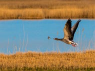 Nationalpark-Neusiedler-See-Seewinkel © Oesterreich-Werbung Foto Julius Silver Nationalpark-Neusiedler-See-Seewinkel © Oesterreich-Werbung Foto Julius Silver