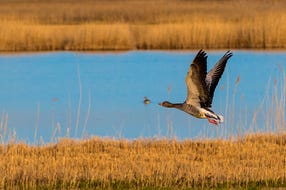Nationalpark-Neusiedler-See-Seewinkel © Oesterreich-Werbung Foto Julius Silver Nationalpark-Neusiedler-See-Seewinkel © Oesterreich-Werbung Foto Julius Silver