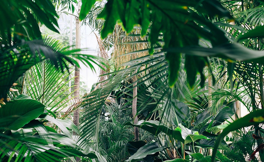 The Peruvian rainforest, by Chris Abney, Unsplash.