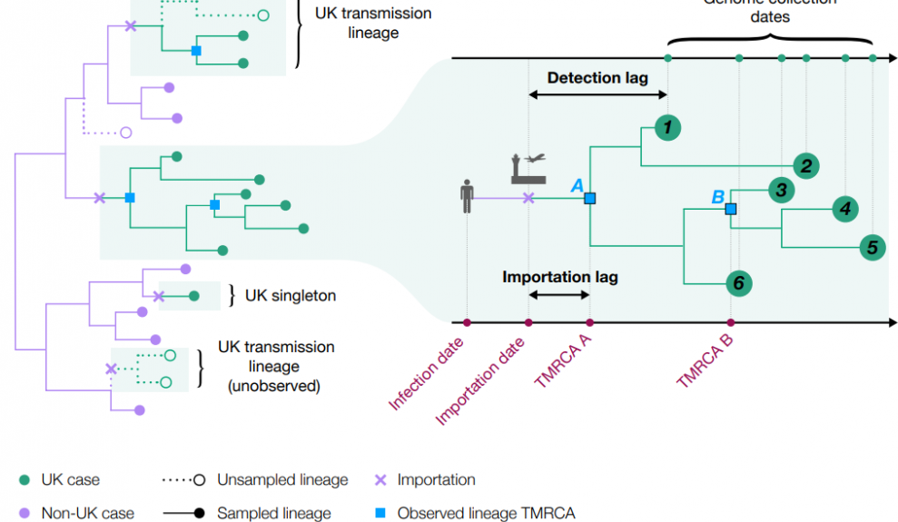 The transmission linear chart. The virus was introduced to the UK well over a thousand times in early 2020. This study shows it is possible to trace individual virus transmission lineages accurately through time and space.