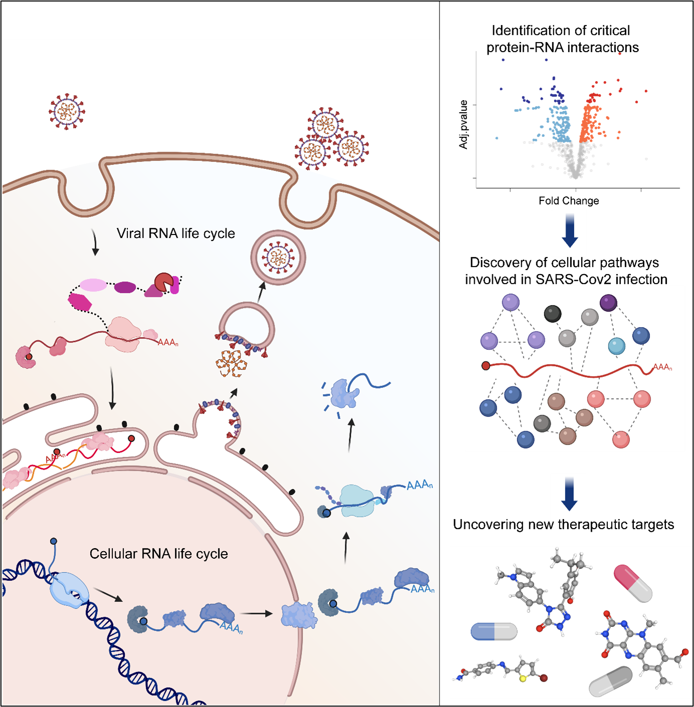 SARS-COV2 RNA illustration.