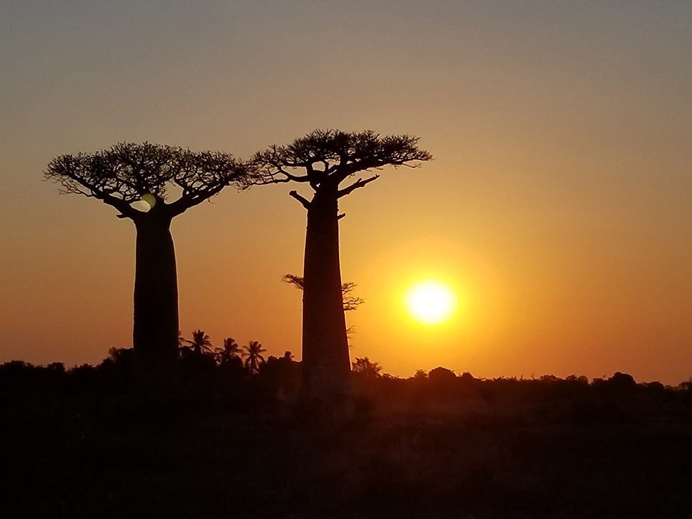 Baobabs in Madagascar - by Haja Arson, Unsplash.