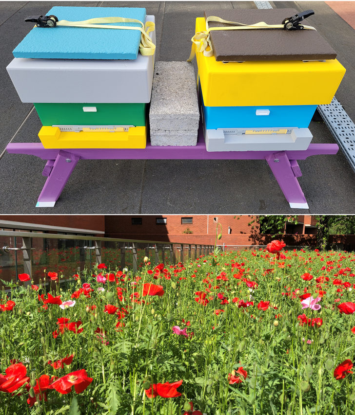 a-rooftop-beehive-and-wildflower-garden