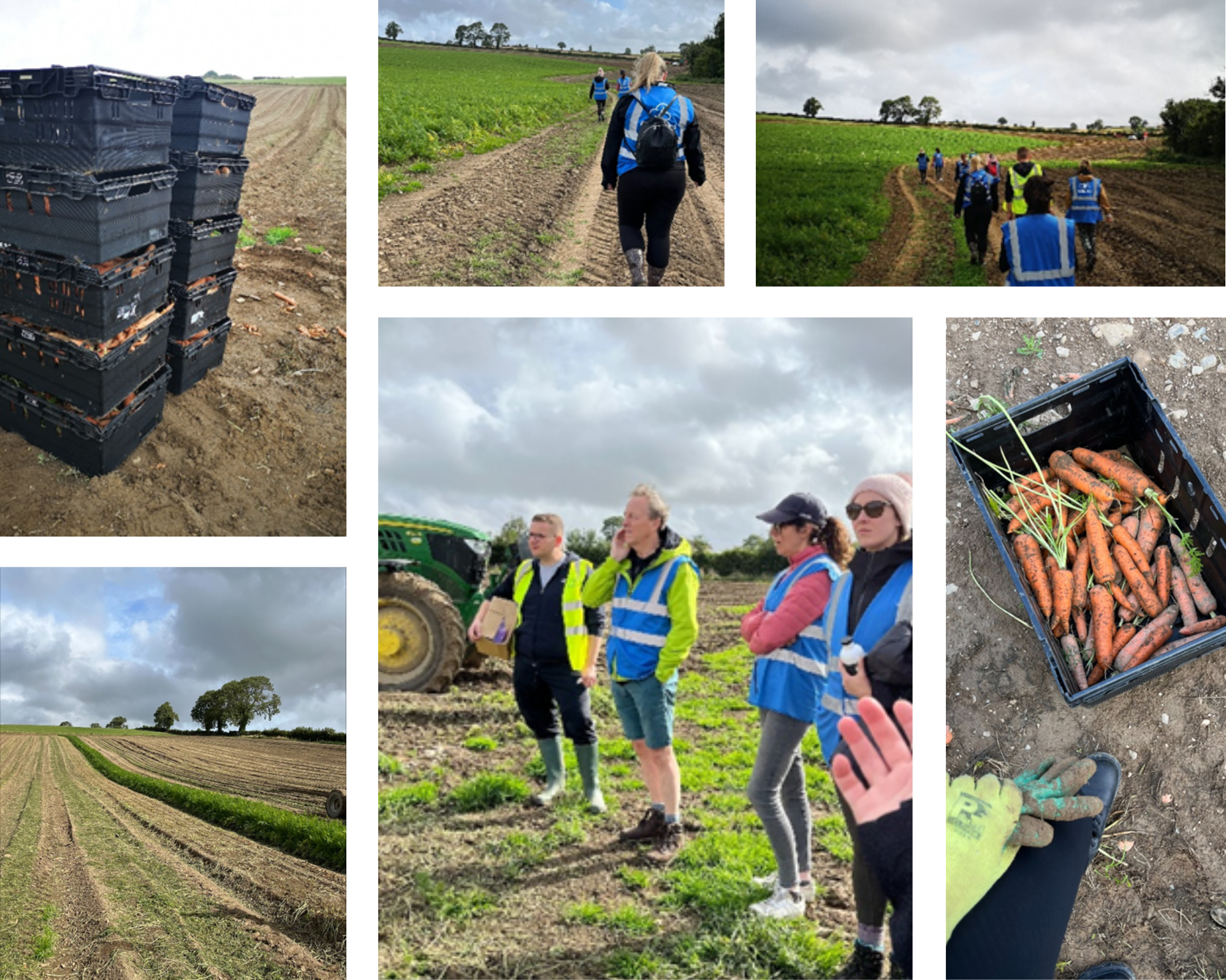 Dentsu-Volunteers-Harvesting-Carrots