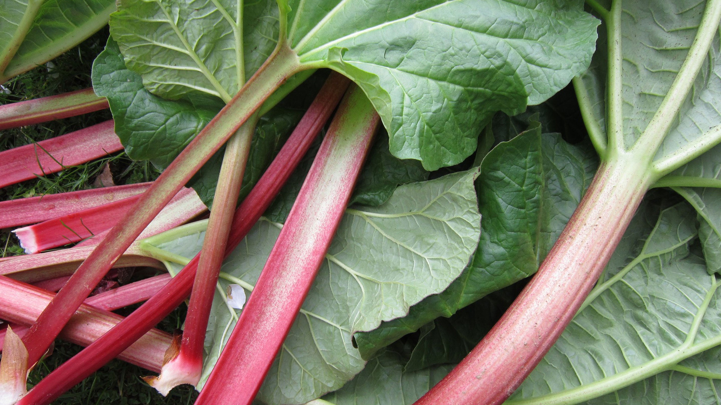 Grow Your Own Ingredients - Rhubarb