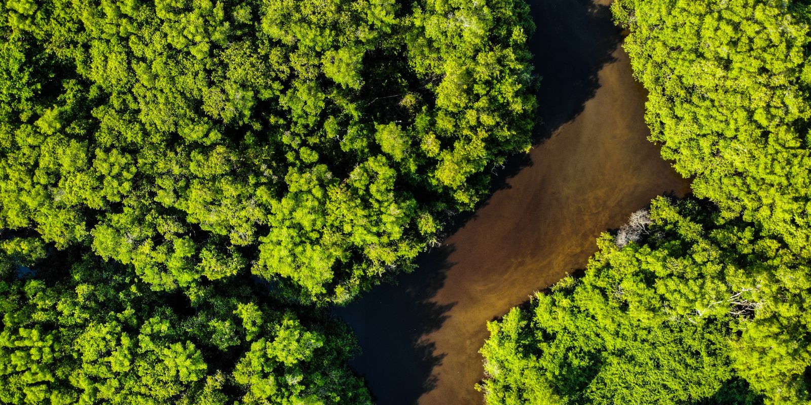 aerial-shot-trees-brazil