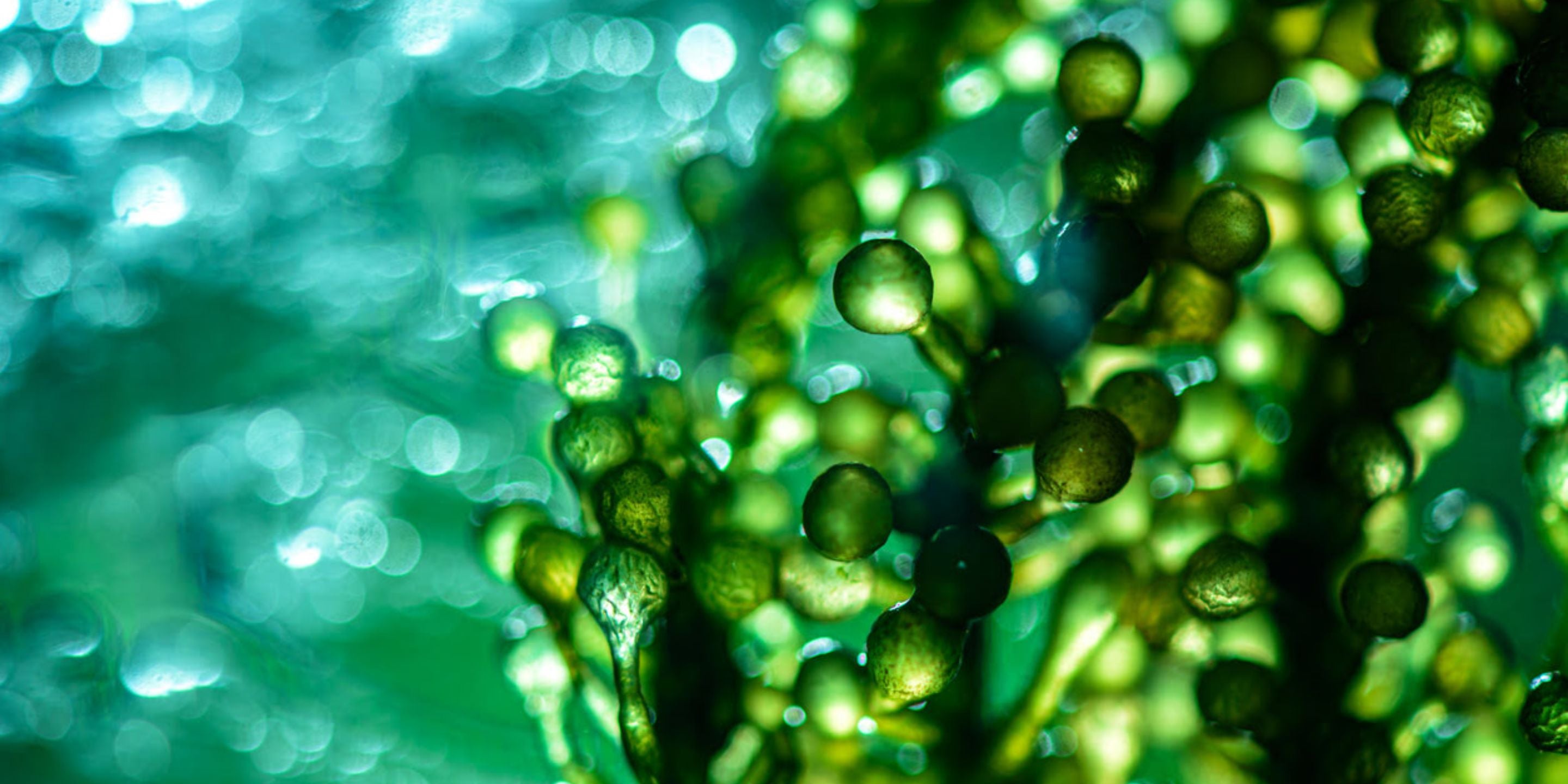 HC Insights - Fuelling the future: the growing demand for biofuels trading talent