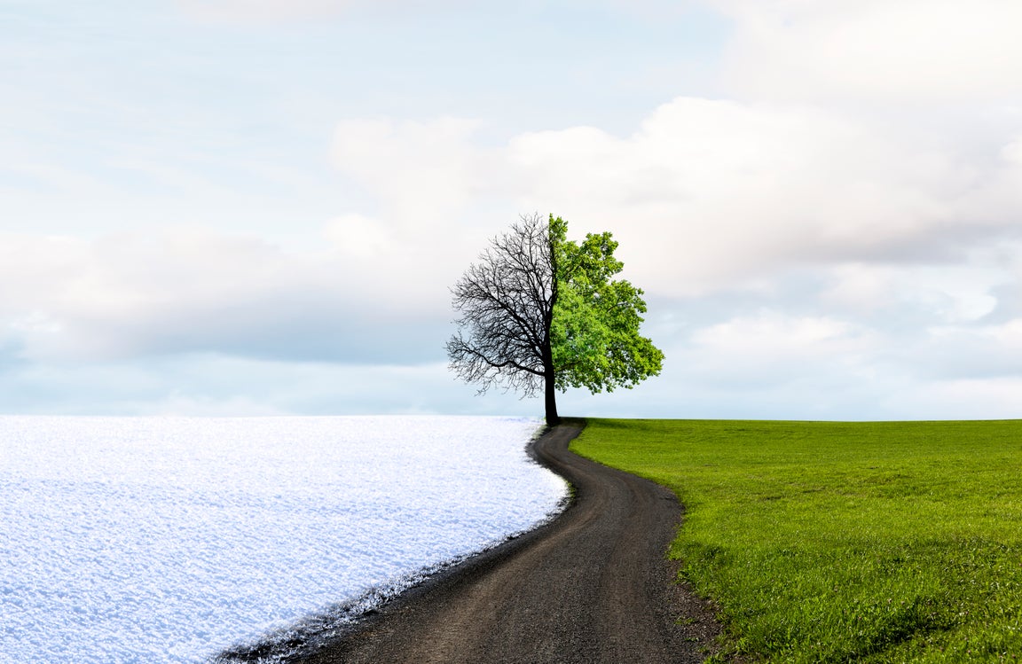 Tree in two seasons