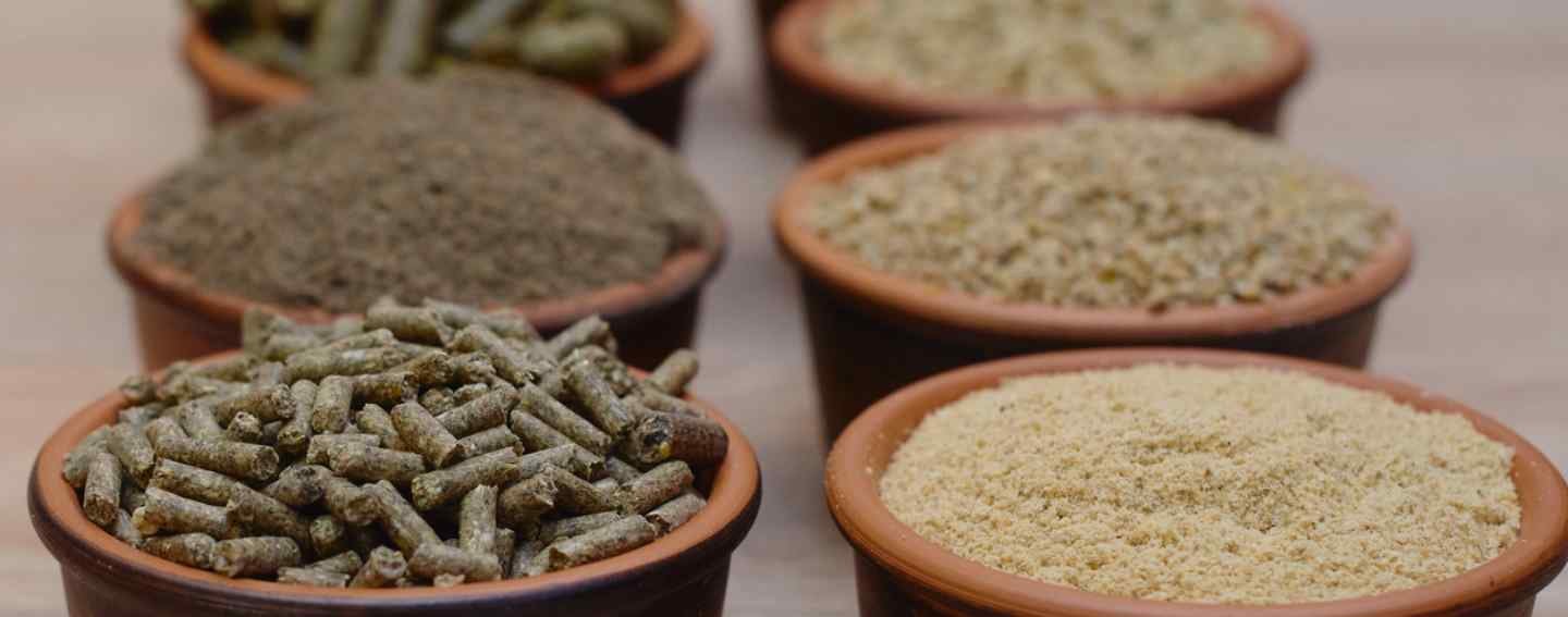 Digitalization in Animal Feed: “Ask yourself what technology will be there in five years’ time”