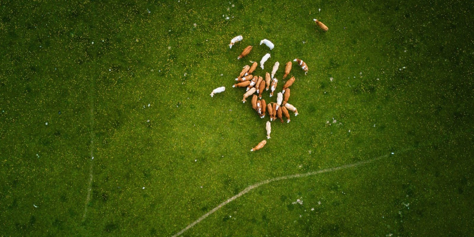 animal-nutrition-aerial-shot