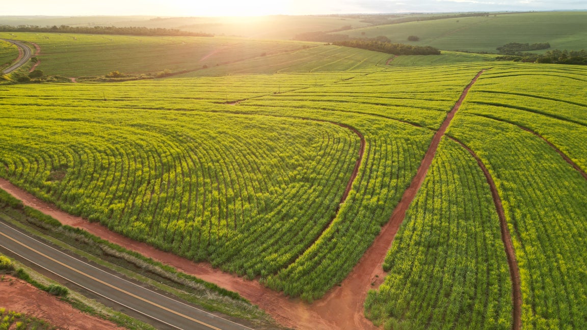 Biofuels crop image