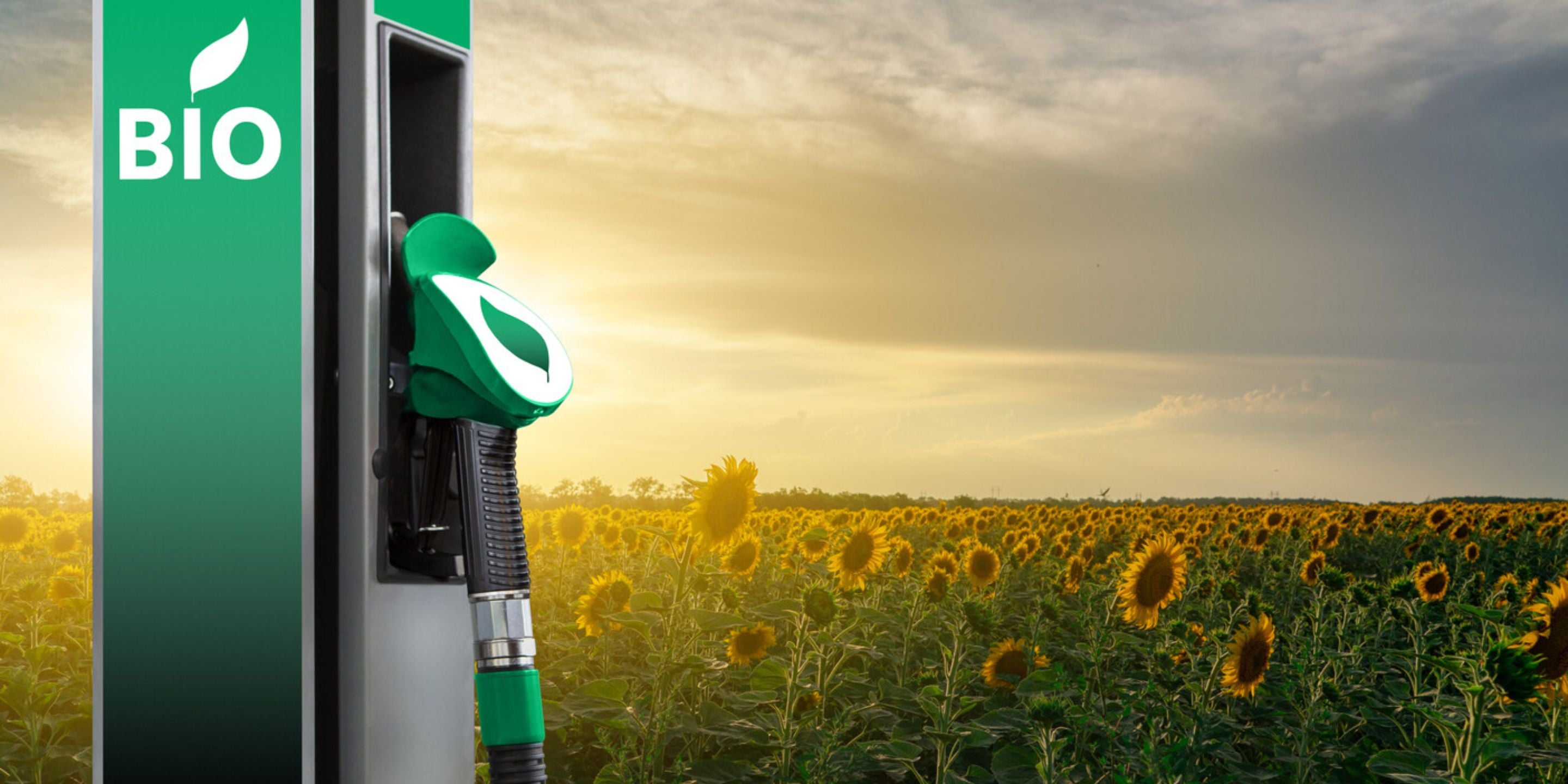 HC Insider Insights - Consolidation of plant-based projects continues apace