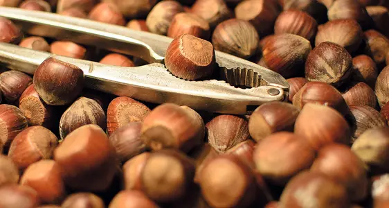 Sapientia ludens: Knack die Nuss!