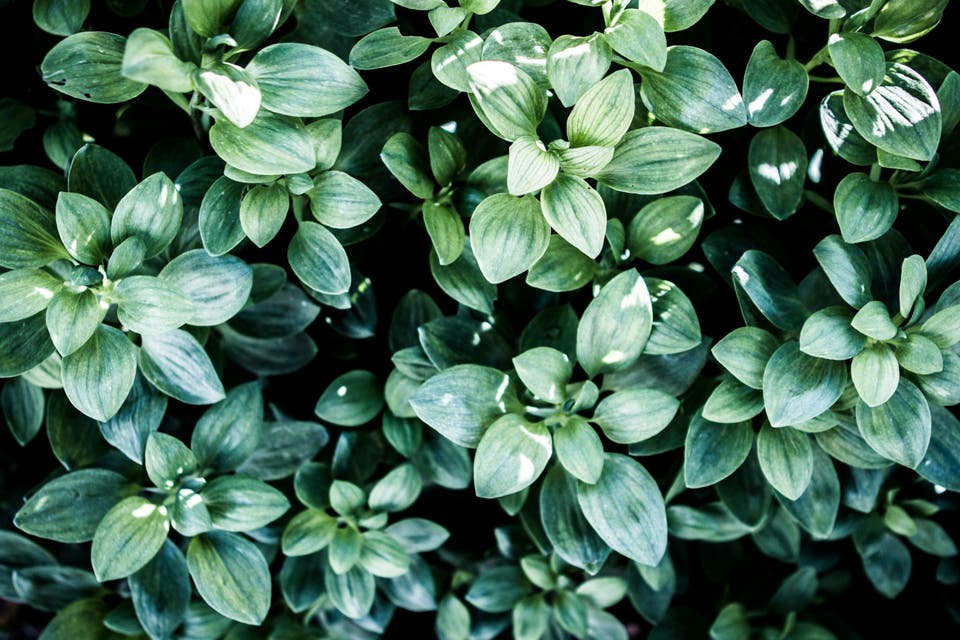 Article card header image