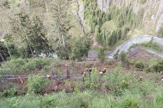 Ampie aree boschive situate su un terreno molto ripido e impervio nella gola della Val Badia sono state danneggiate dall'infestazione da bostrico e hanno dovuto quindi essere rimosse. (Foto: USP/Ispettorato forestale Brunico/Stazione forestale San Vigilio di Marebbe)
