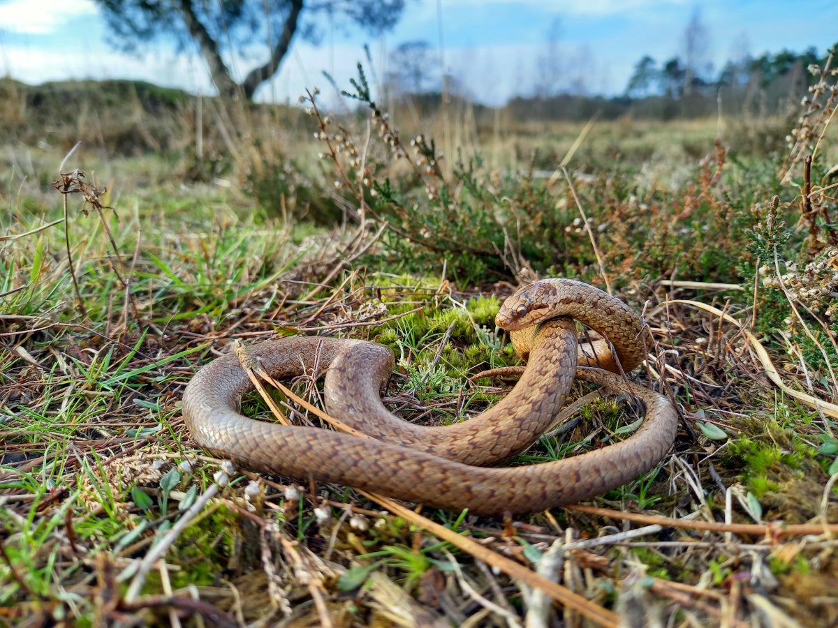 Een gladde slang op het gras.