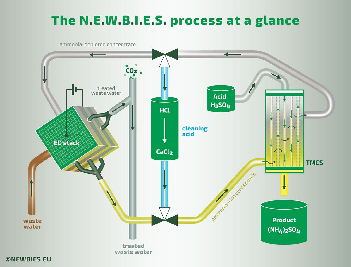 Evides NEWBIES processchema