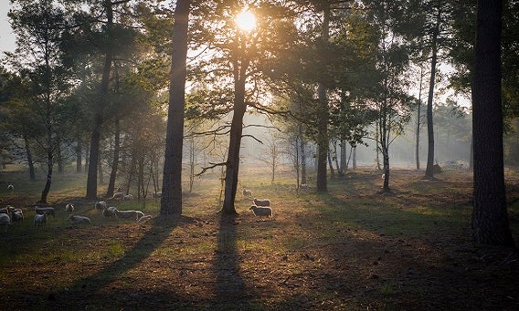 Een afbeeldingen van de waardevolle natuur van Huijbergen