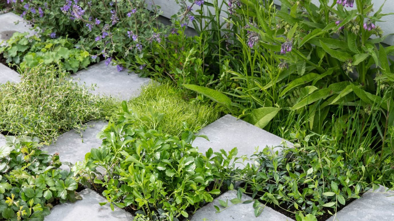 Afbeelding van tegels en planten