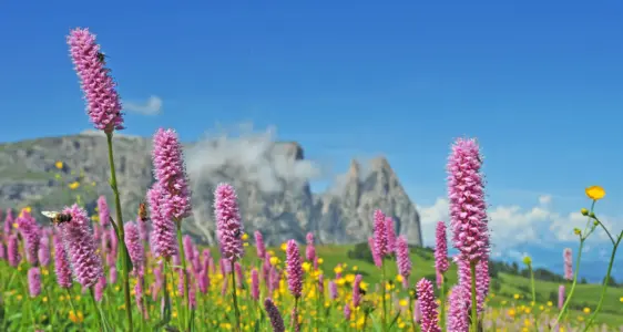 Savôse bele che ...