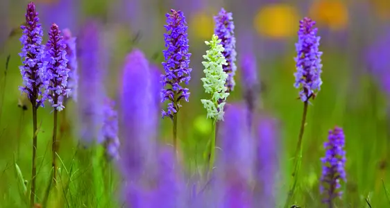 Savais’a bele che... ?