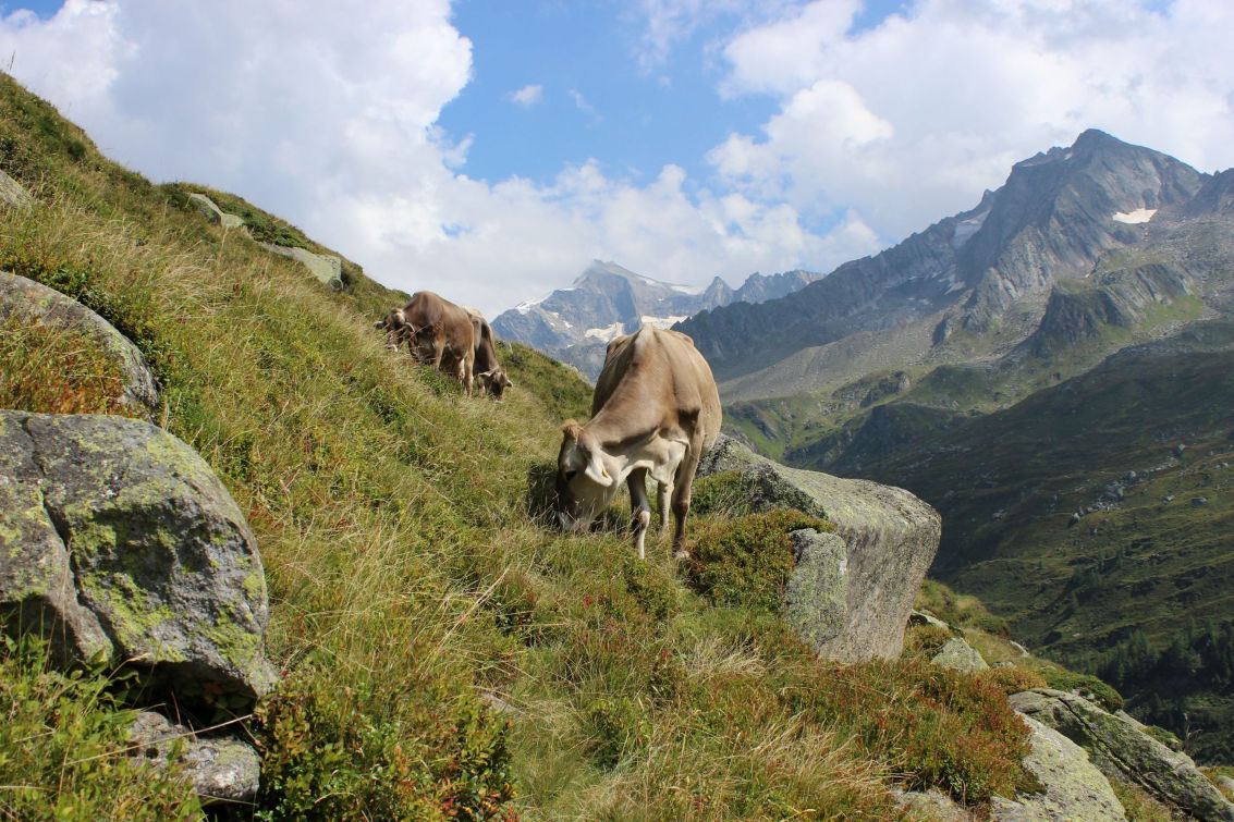 Zwei Kühe grasen auf einem steilen felsigen Hügel. Im Hintergrund sind hohe Berge und ein blauer Himmel mit weißen Wolken zu sehen.
