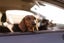 coches para viajar con perros