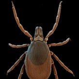 Ixodes ricinus, female