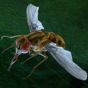 Stomoxys calcitrans (stable fly)
