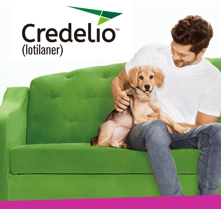 Perro beagle con hombre y logo Credelio