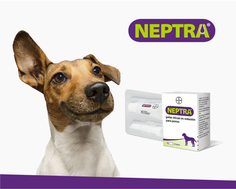 Neptra contra la otitis externa en perros