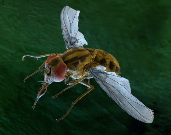 Stomoxys calcitrans (stable fly)