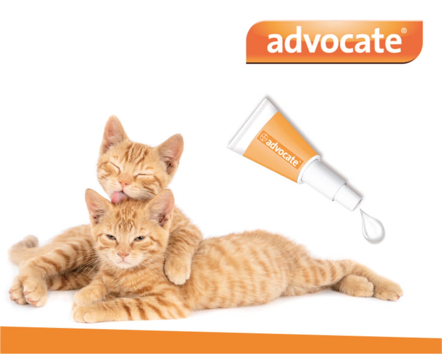 advocate gatos