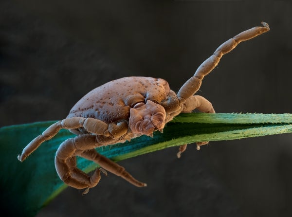 Rhipicephalus sanguineus (brown dog tick)