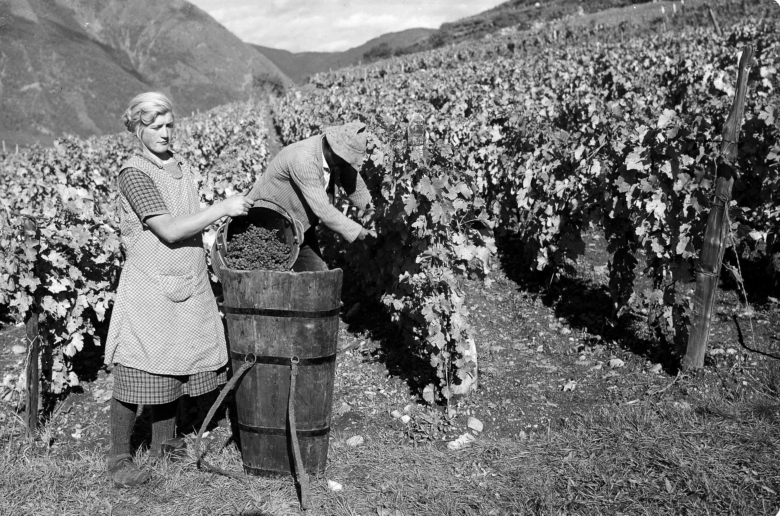 Vendemmia in un sistema a telaio metallico in Valle Isarco presso Bressanone intorno al 1940, Archivio fotografico Planinschek, 189
