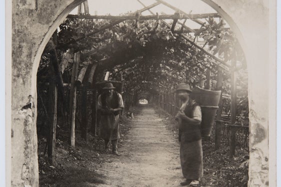 Pergolato. Ingresso di una passeggiata ombreggiata, Bolzano 1930, Archivio fotografico Helene Oberleiter, 1176