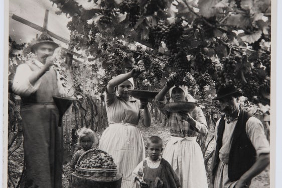 Vendemmia in un vigneto a Merano 1929, Archivio fotografico Helene Oberleiter, 1175