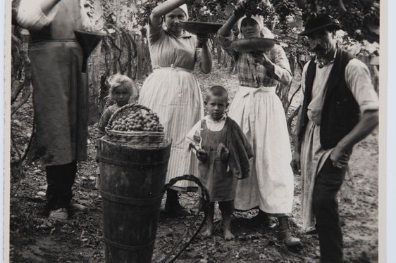 Vendemmia in un vigneto a Merano 1929, Archivio fotografico Helene Oberleiter, 1175